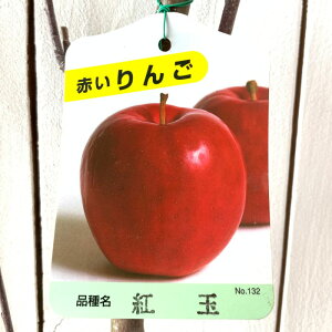 S c g 12cm|bgc 傭  c ь gv