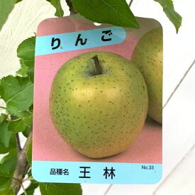 楽天市場 ゴールデンデリシャス りんごの木の通販 楽天市場 ゴールデンデリシャス りんごの木の通販