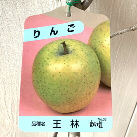 楽天市場 ゴールデンデリシャス りんごの木の通販