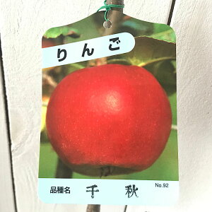 リンゴ 苗木 千秋 12cmポット苗 せんしゅう りんご 苗 林檎 gv