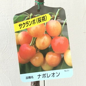 TN{ c i|I 12cm|bgc  c gv