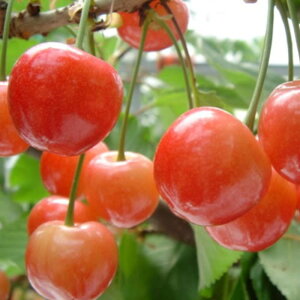 TN{ c  12cm|bgc  c gv