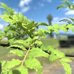 R c uhETVE 15cm|bgc Ԃǂ񂵂傤 TVE c 񂵂傤