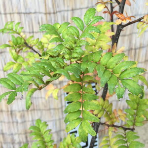 R c q񂵂傤 13.5cm|bgc TVE c 񂵂傤 gv