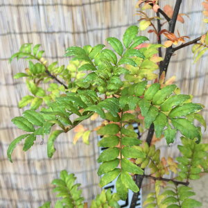 R c q񂵂傤 13.5cm|bgc TVE c 񂵂傤 gv