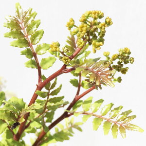 R c Ԃ񂵂傤 15cm|bgc TVE c 񂵂傤 gv