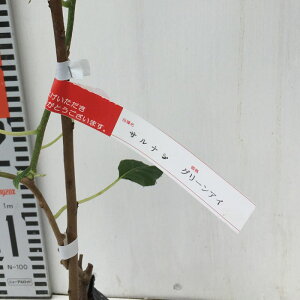 TiV c O[AC 12cm|bgc Ȃ c gv