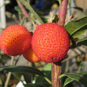 ؃C`S c PC`S (ԉ) 13.5cm|bgc 3Nc P P ؂ c  gv