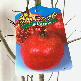 楽天市場 ザクロ 苗木の通販