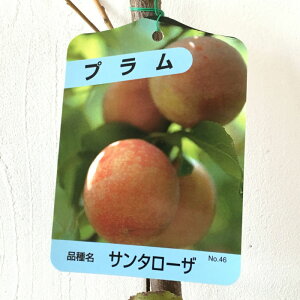 X c T^[U 12cm|bgc  c  gv