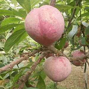 X c nj[n[g 13.5cm|bgc  c  gv