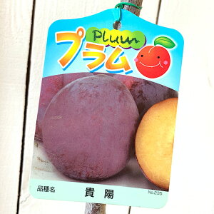X c Mz 13.5cm|bgc 悤  c  gv