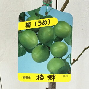 ~ c ~ 12cm|bgc ΂  c E gv