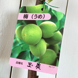 ~ c ʉp 12cm|bgc 傭  c E gv