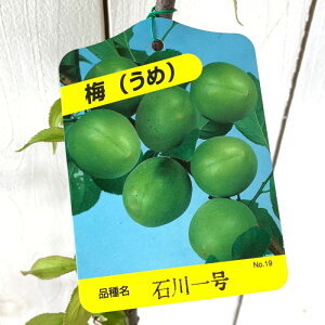 苗 梅 苗木 苗の人気商品 通販 価格比較 価格 Com 苗 梅 苗木 苗の人気商品 通販 価格比較 価格 Com