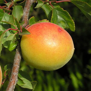 ~ c n (PVP) 12cm|bgc   c E o^i gv