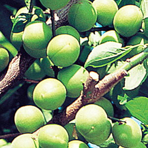 ~ c ~ 12cm|bgc イ傤  c E gv