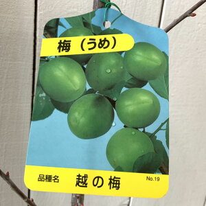 ~ c z̔~ 12cm|bgc  c E gv