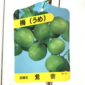 ~ c h 12cm|bgc キ  c E