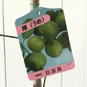 ~ c  12cm|bgc 납  c E gv