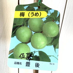 ~ c L 12cm|bgc ƂԂ  c E gv