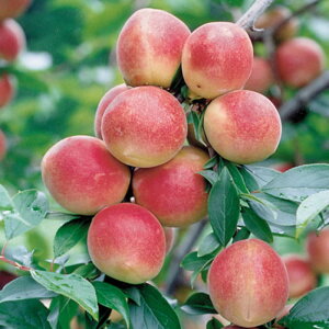 ~ c I (PVP) 15cm|bgc 䂠  c E o^i gv