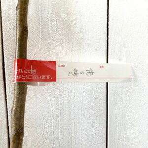 ~ c [̔~ 12cm|bgc  c E gv