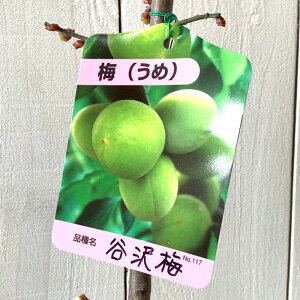 ~ c J~ 12cm|bgc ₳키  c E gv