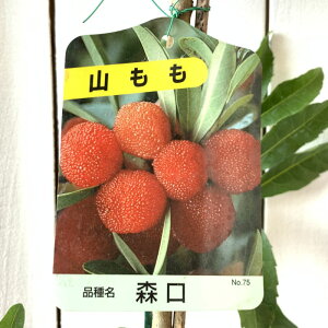 R c X (X) 12cm|bgc 肮 ܂ c } gv