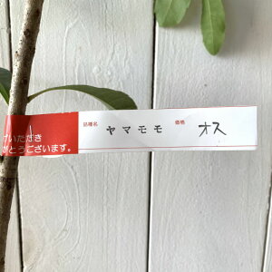 R c IX 12cm|bgc ܂ c } gv