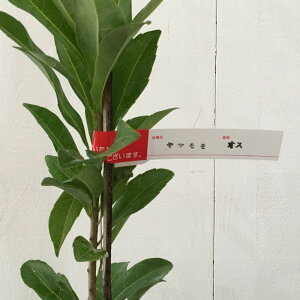 R c IX 13.5cm|bgc ܂ c }