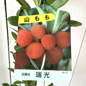 R c  (X) 12cm|bgc  ܂ c } gv