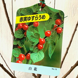 ゆすら梅 苗木 赤実 (白花) 12cmポット苗 ゆすらうめ 苗 ユスラウメ gv