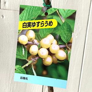 䂷~ c  12cm|bgc 䂷炤 c XE gv