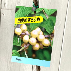 �䂷��~ �c�� ���� 12cm�|�b�g�c �䂷�炤�� �c ���X���E�� gv