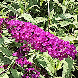 ubhA c n[NC 13.5cm|bgc 3Nc ubgA c gv