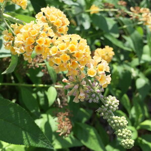 ubhA c CG[}WbN 13.5cm|bgc 3Nc ubgA c gv