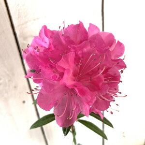 苗 シャクナゲの人気商品 通販 価格比較 価格 Com