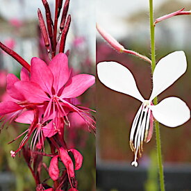 楽天市場 ガウラ 花の通販