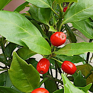 ȂAIL c cftHA 13.5cm|bgc 3Nc  c gv