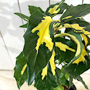 アオキ 苗木 名月 斑入りアオキ 13.5cmポット苗 あおき 苗