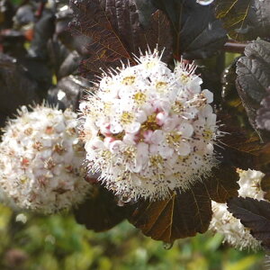 e} c gtł܂ 13.5cm|bgc 3Nc fBA{ Ă܂ c f gv