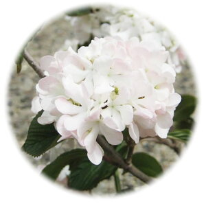 ro[i c [YG[X 13.5cm|bgc 3Nc ro[i c