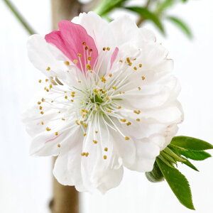 ԓ c } (炫) 12cm|bgc ؂ ͂Ȃ c ni gv