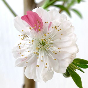 ԓ c } (炫) 12cm|bgc ؂ ͂Ȃ c ni gv