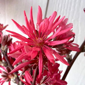 ԓ c eWiԁj 12cm|bgc 傤܂ ͂Ȃ c ni gv