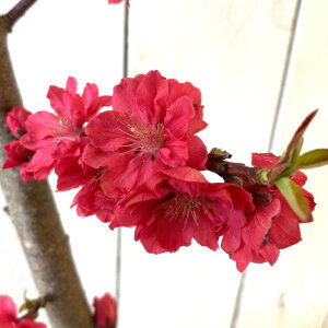 ԓ c ꓍iԁj 12cm|bgc ЂƂ ͂Ȃ c ni gv