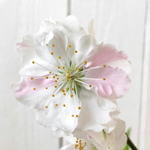 ԓ c  12cm|bgc ς ͂Ȃ c ni gv