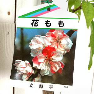 ԓ c  (炫) 12cm|bgc ؂ ͂Ȃ c ni gv