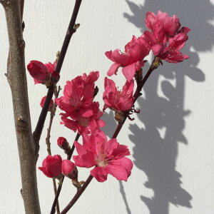 ԓ c Ǝ () 12cm|bgc Ă ͂Ȃ c ni gv